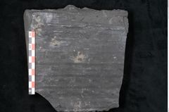 Foto (Detailansicht) von Sigillaria reniformis Brongniart (NHMW-GEO-2024-0188-11086)